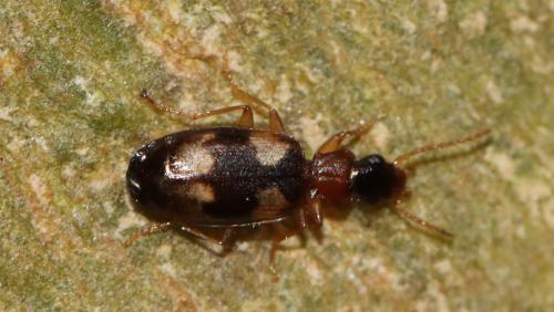 Calodromius bifasciatus